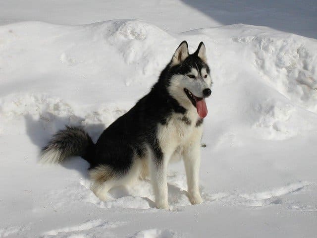 husky sibérien noir et blanc dans la neige