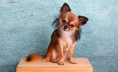 Harnais Chihuahua : Avis & Tests - Meilleur harnais pour chien